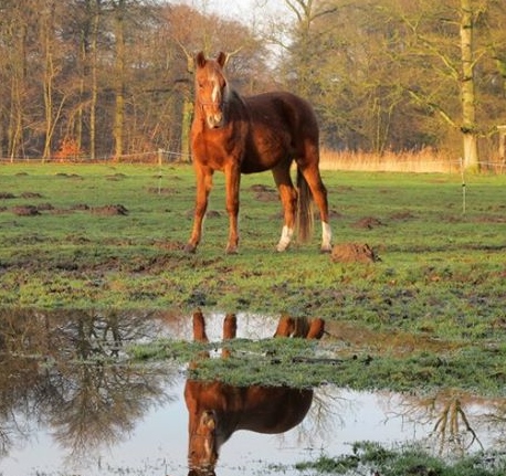 Spiegelen met paarden/paardencoaching | Groepsaccemodatie Seybelt
